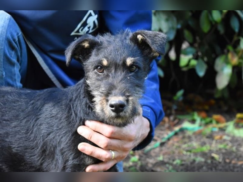 Brandyon - Kleiner Kerl mit großer Persönlichkeit part one