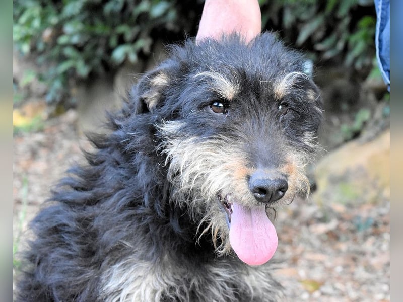 Brandyon - Kleiner Kerl mit großer Persönlichkeit part one