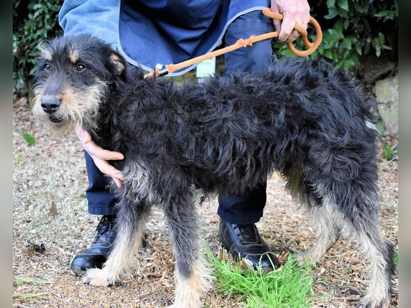 Brandyon - Kleiner Kerl mit großer Persönlichkeit part one