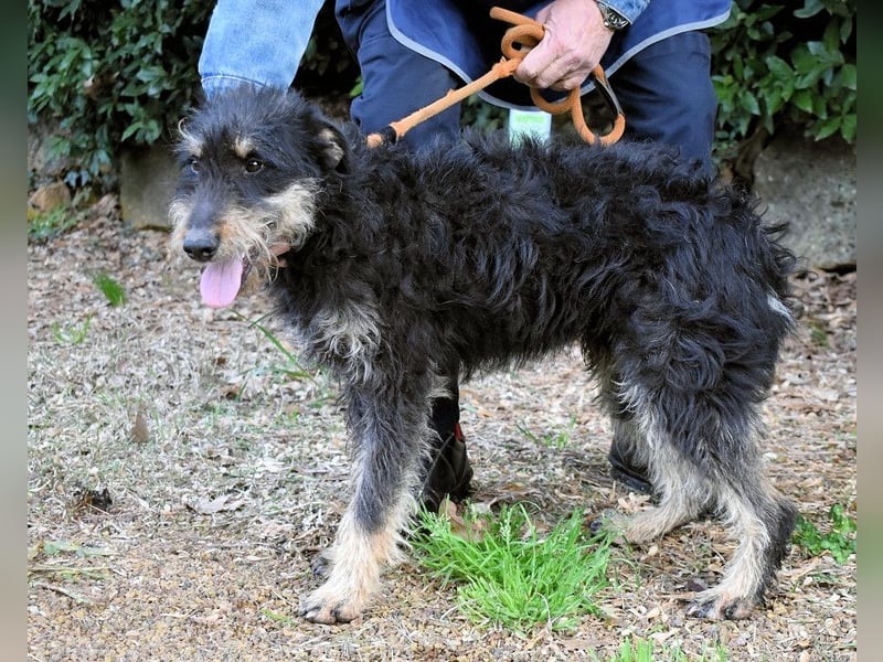 Brandyon - Kleiner Kerl mit großer Persönlichkeit part one