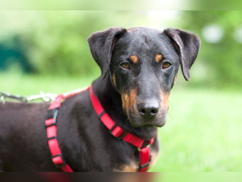 Chapi - quirliger, verschmuster Familienhund - Tierhilfe Franken e.V.