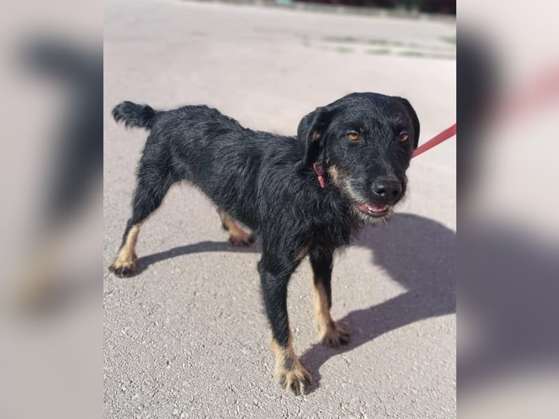 junger aktiver Terrier Mischling Garo sucht ein Zuhause oder Pflegestelle