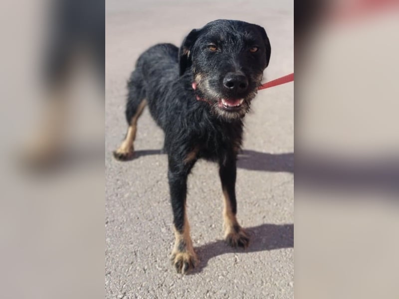 junger aktiver Terrier Mischling Garo sucht ein Zuhause oder Pflegestelle