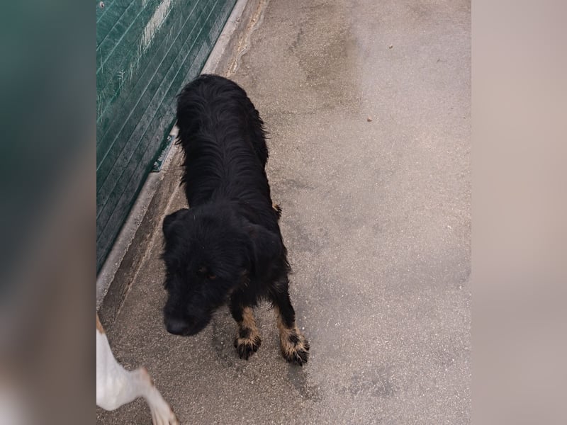 junger aktiver Terrier Mischling Garo sucht ein Zuhause oder Pflegestelle