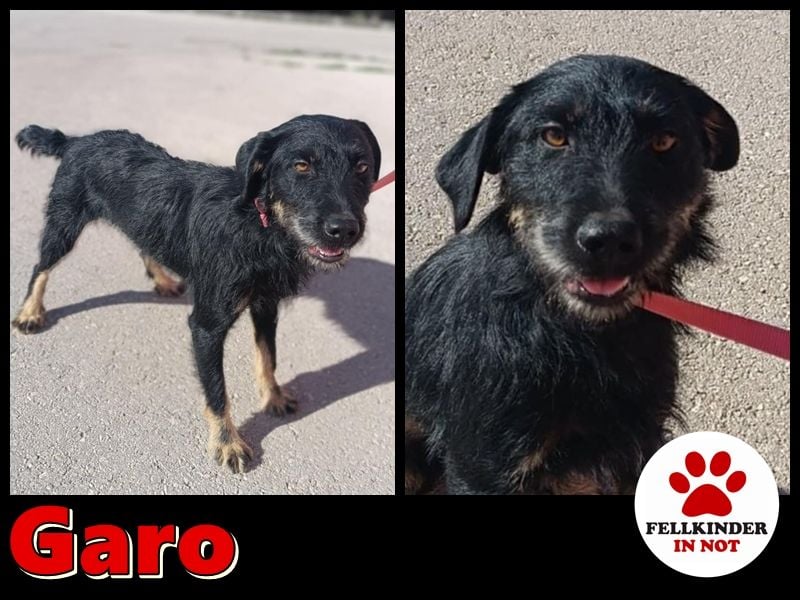 junger aktiver Terrier Mischling Garo sucht ein Zuhause oder Pflegestelle