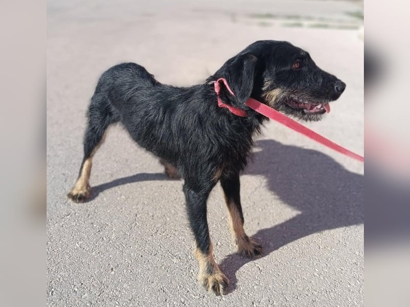 junger aktiver Terrier Mischling Garo sucht ein Zuhause oder Pflegestelle