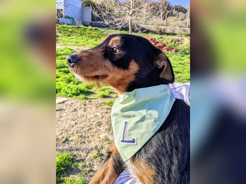 Luigi, katzenfreundlich und sehr verschmust