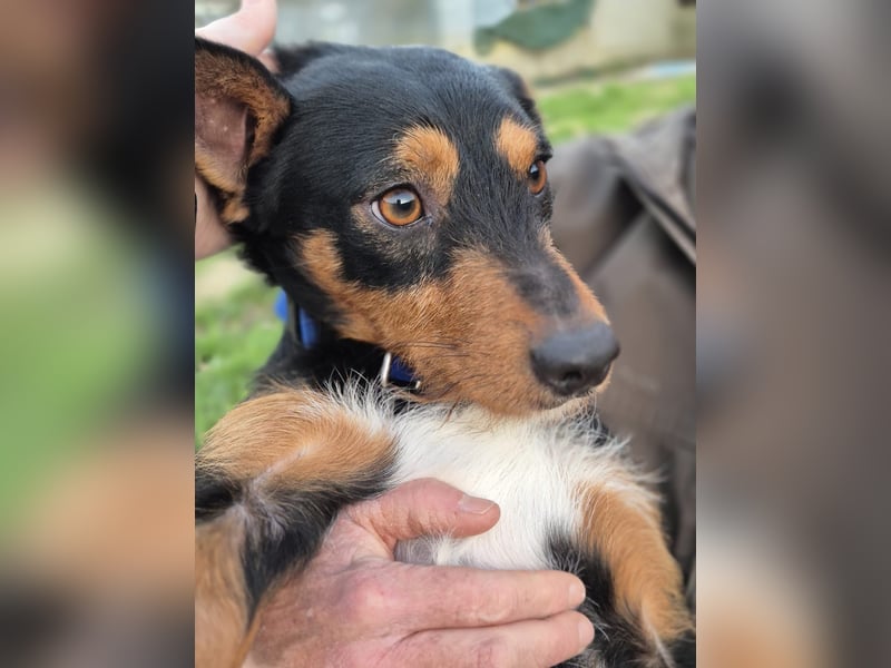 Luigi, katzenfreundlich und sehr verschmust