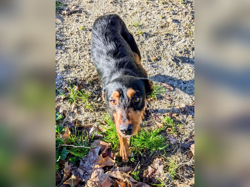 Luigi, katzenfreundlich und sehr verschmust