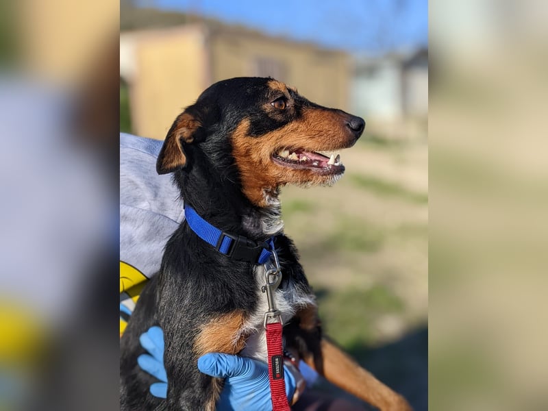 Luigi, katzenfreundlich und sehr verschmust