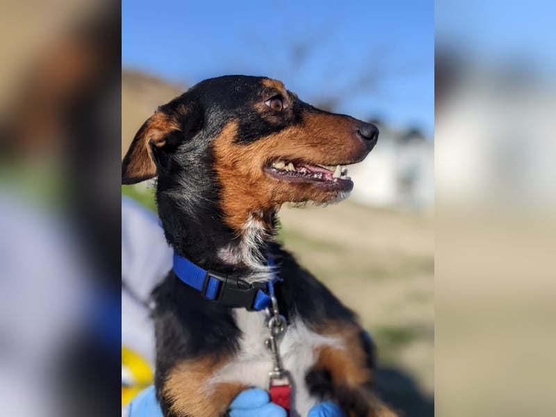 Luigi, katzenfreundlich und sehr verschmust