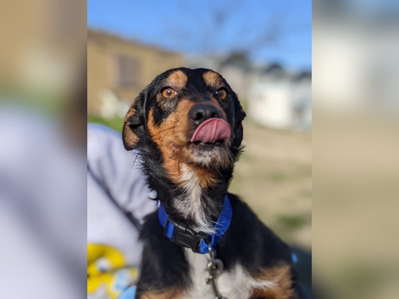 Luigi, katzenfreundlich und sehr verschmust