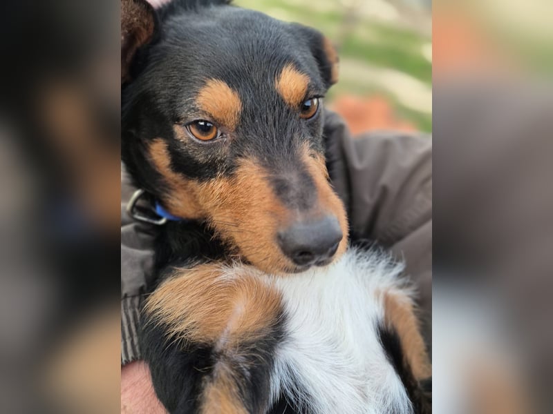 Luigi, katzenfreundlich und sehr verschmust