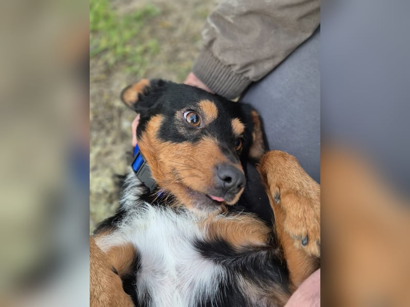 Luigi, katzenfreundlich und sehr verschmust