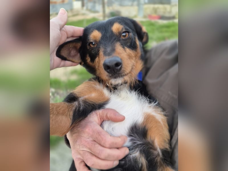 Luigi, katzenfreundlich und sehr verschmust