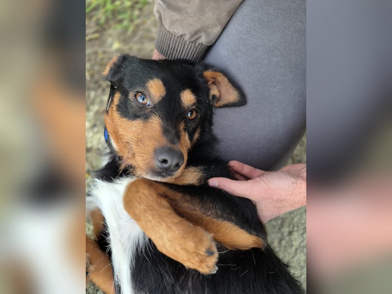 Luigi, katzenfreundlich und sehr verschmust