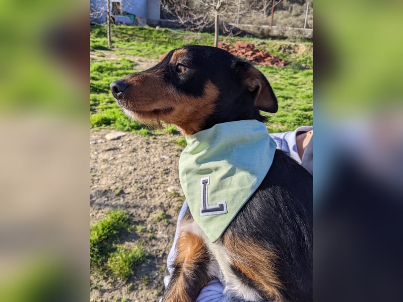 Luigi, katzenfreundlich und sehr verschmust