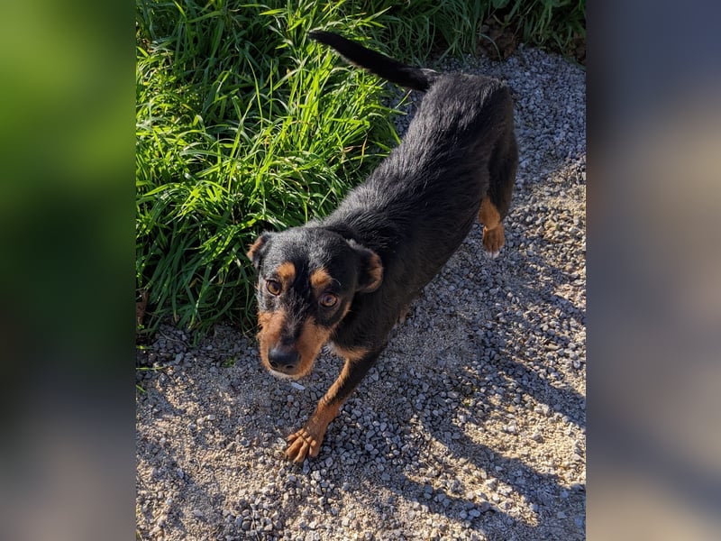 Luigi, katzenfreundlich und sehr verschmust