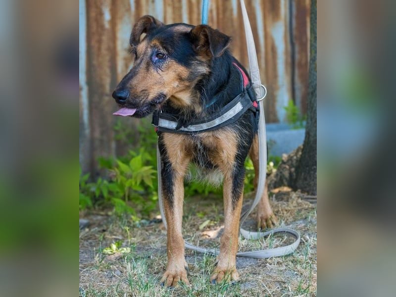 Hedi SI - liebt Menschen über alles