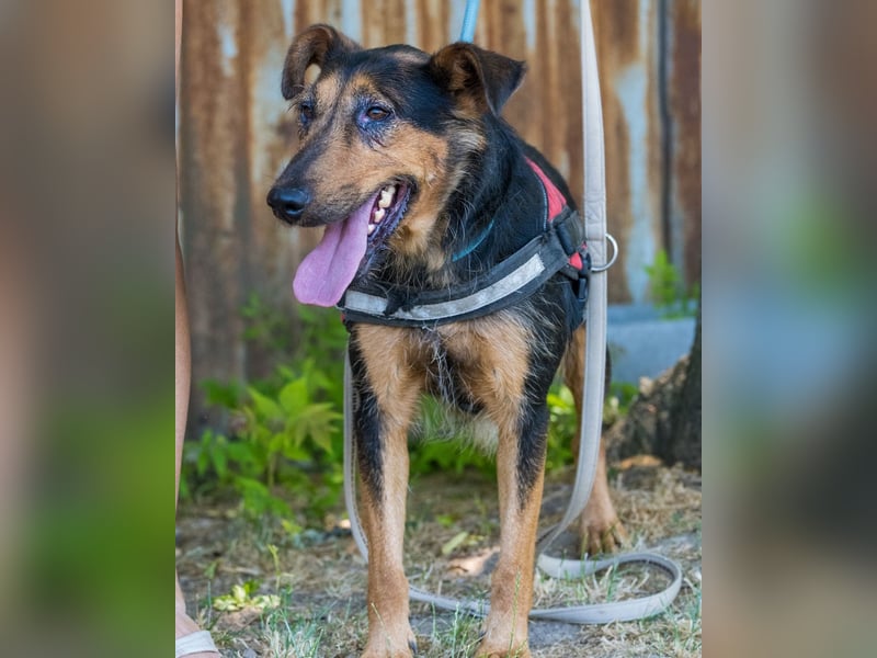 Hedi SI, liebt Menschen über alles