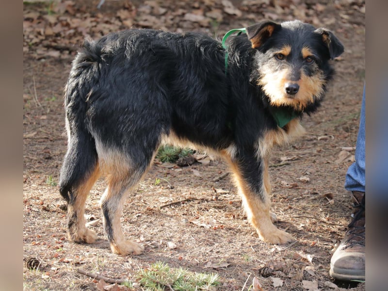 Joschi 43cm geb. 06/2024wartet in 38539 Müden/Aller