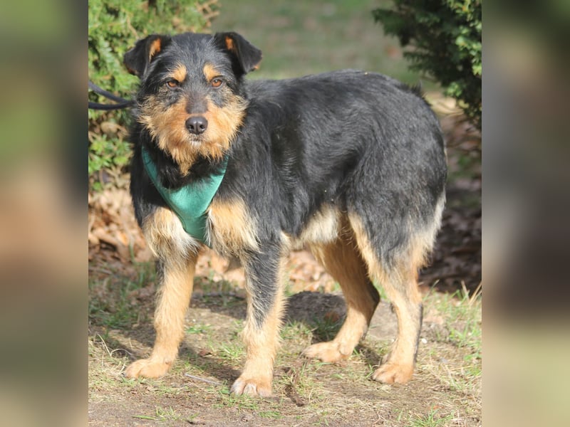 Joschi 43cm geb. 06/2024wartet in 38539 Müden/Aller