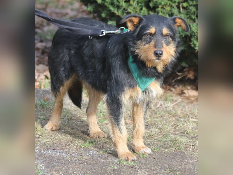 Joschi 43cm geb. 06/2024wartet in 38539 Müden/Aller