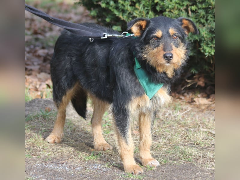 Joschi 43cm geb. 06/2024wartet in 38539 Müden/Aller