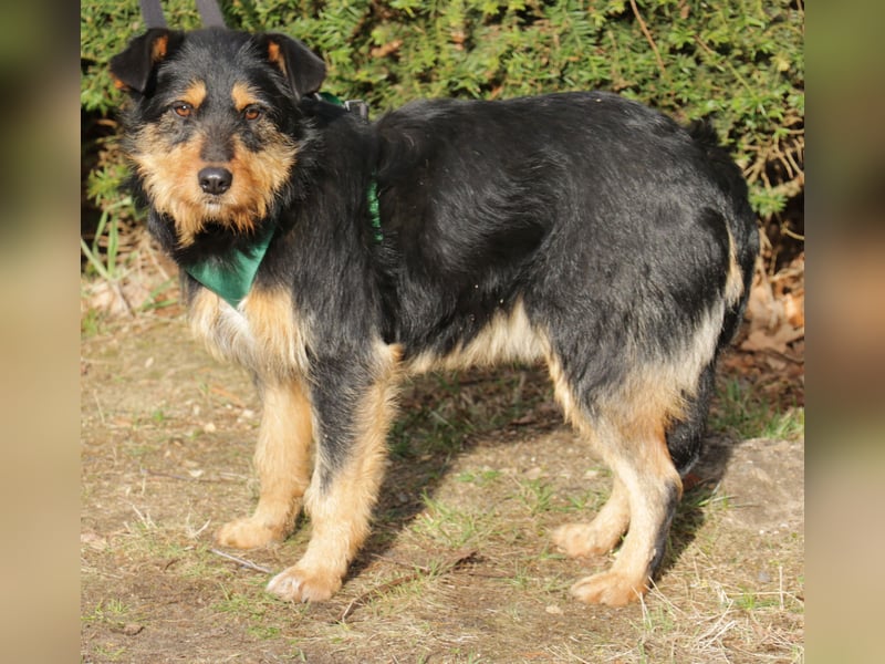 Joschi 43cm geb. 06/2024wartet in 38539 Müden/Aller