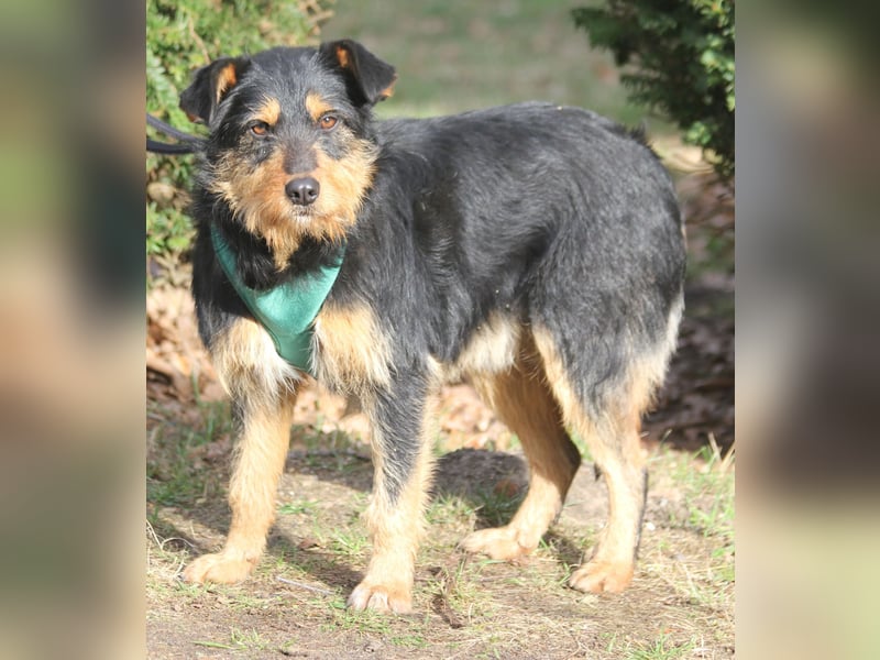 Joschi 43cm geb. 06/2024wartet in 38539 Müden/Aller