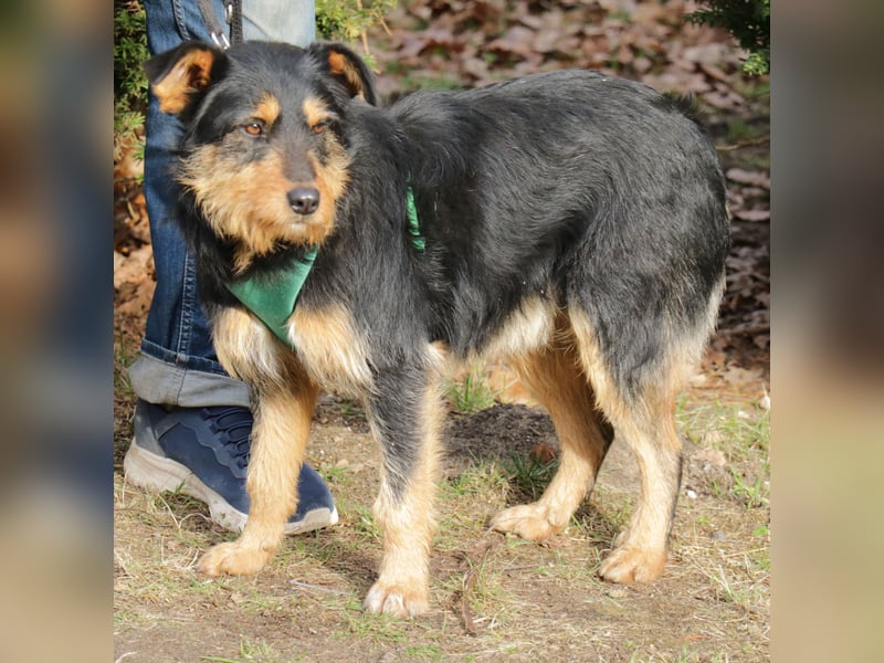 Joschi 43cm geb. 06/2024wartet in 38539 Müden/Aller