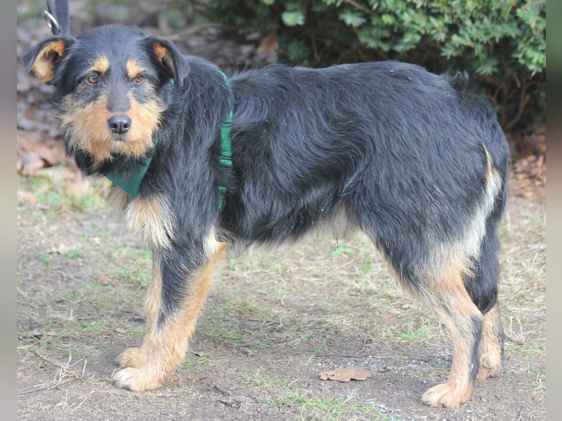 Joschi 43cm geb. 06/2024wartet in 38539 Müden/Aller