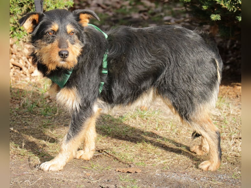 Joschi 43cm geb. 06/2024wartet in 38539 Müden/Aller