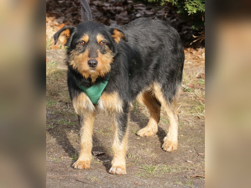 Joschi 43cm geb. 06/2024wartet in 38539 Müden/Aller