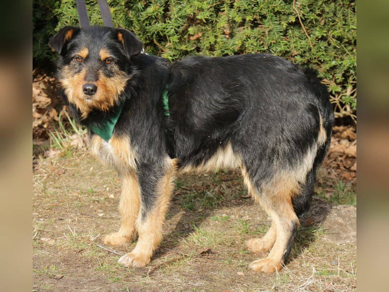 Joschi 43cm geb. 06/2024wartet in 38539 Müden/Aller