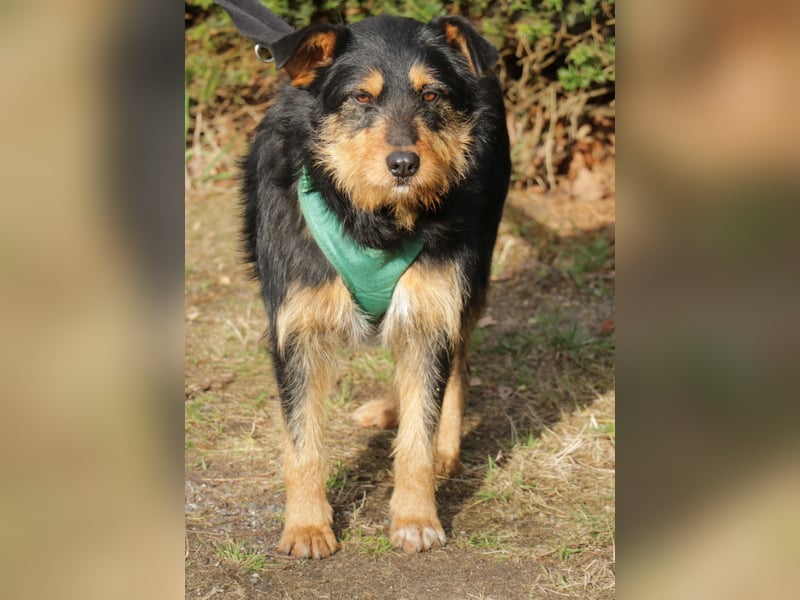 Joschi 43cm geb. 06/2024wartet in 38539 Müden/Aller