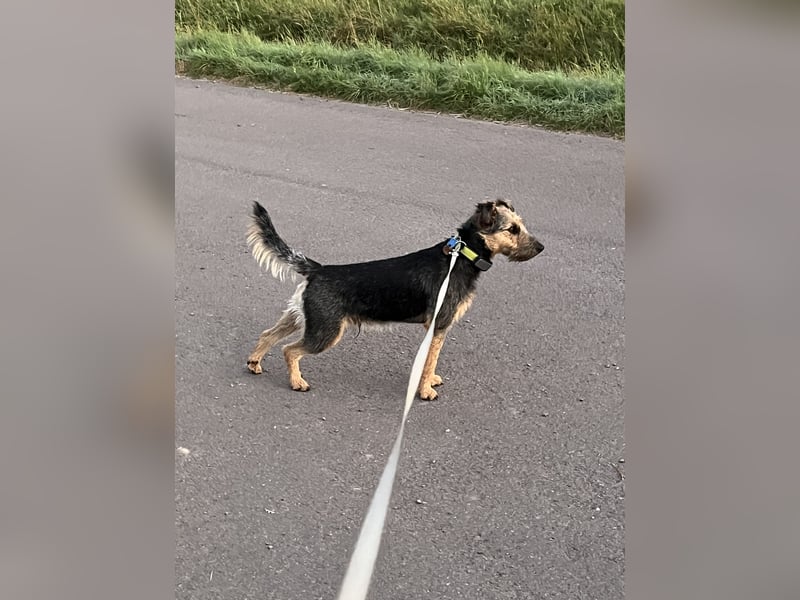 Terrier Mischling Rüde kastriert
