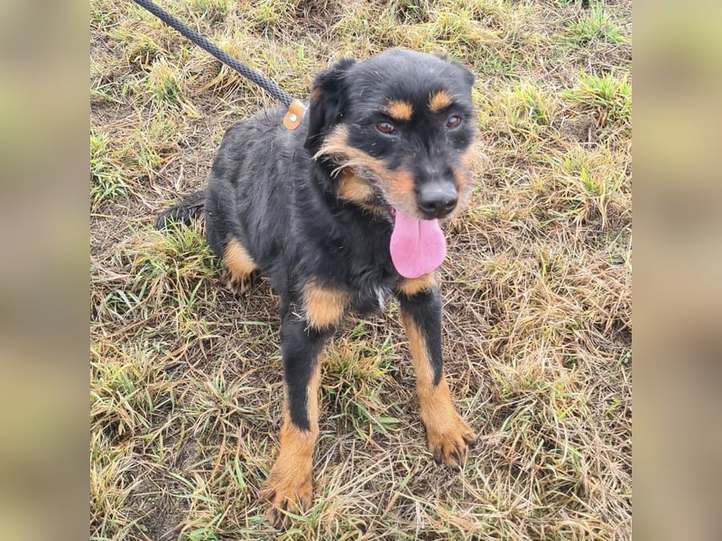 Lyra eine sehr Menschbezogene Hündin