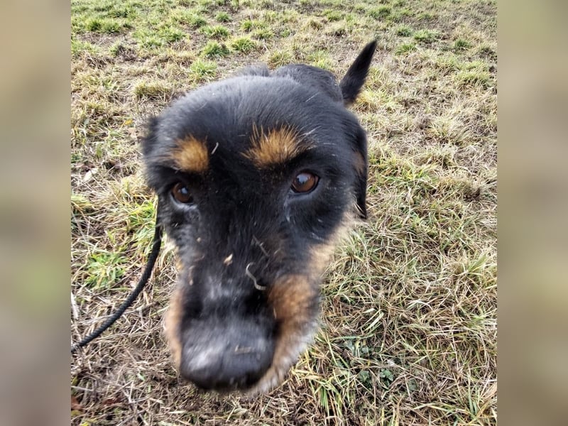 Lyra eine sehr Menschbezogene Hündin