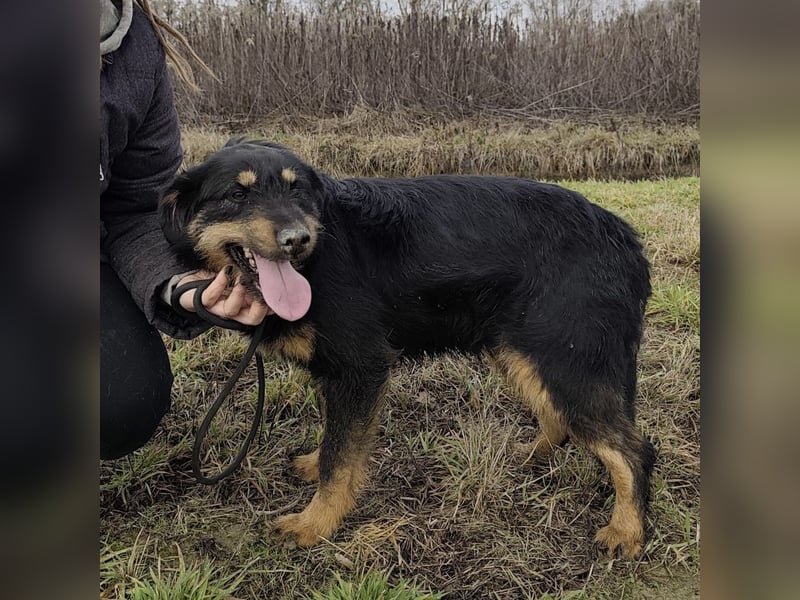 Terra eine sanfte Hündin