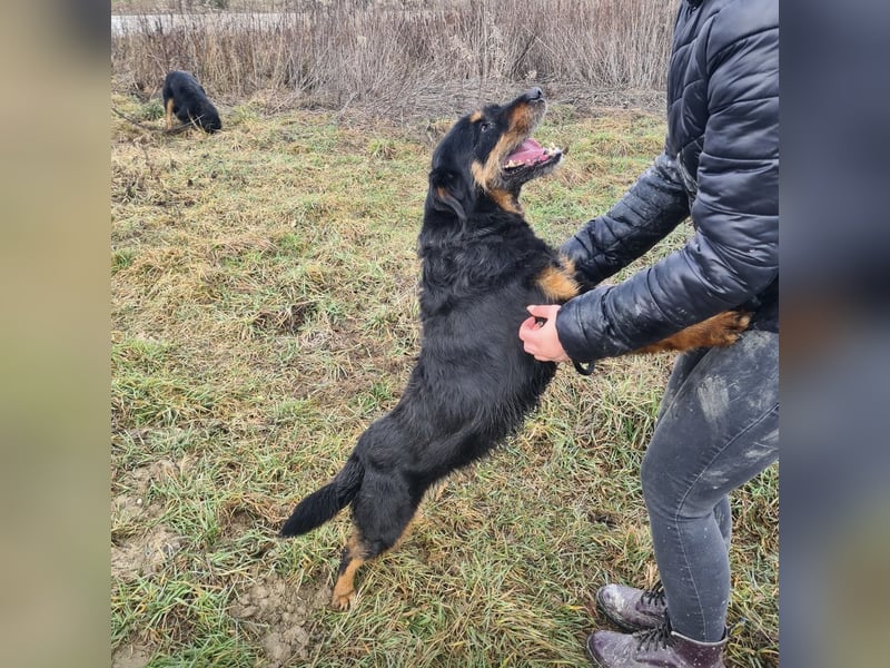 Lyra eine sehr Menschbezogene Hündin