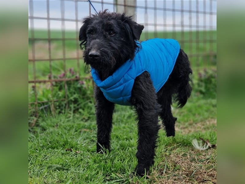 Teo ein schwarzer Pechvogel