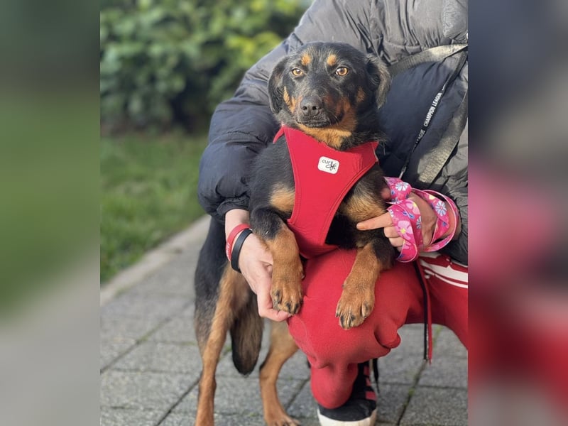 Rita eine lebensfrohe aktive Hündin