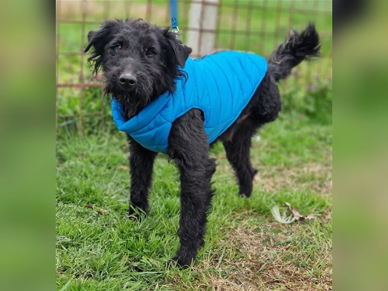 Teo ein schwarzer Pechvogel