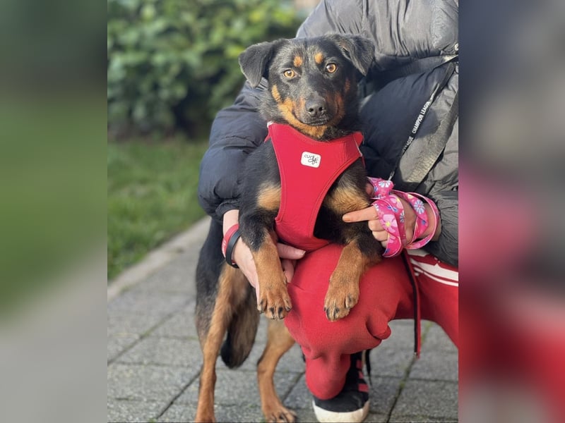 Rita eine lebensfrohe aktive Hündin