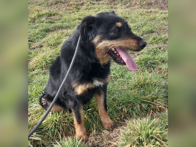 Terra eine sanfte Hündin