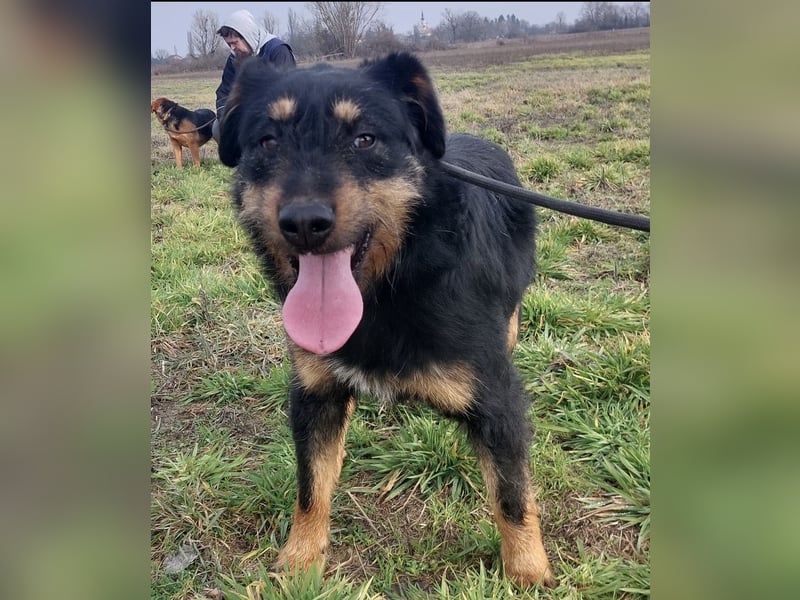 Terra eine sanfte Hündin