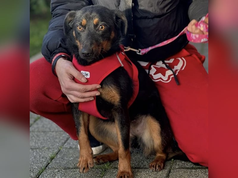 Rita eine lebensfrohe aktive Hündin