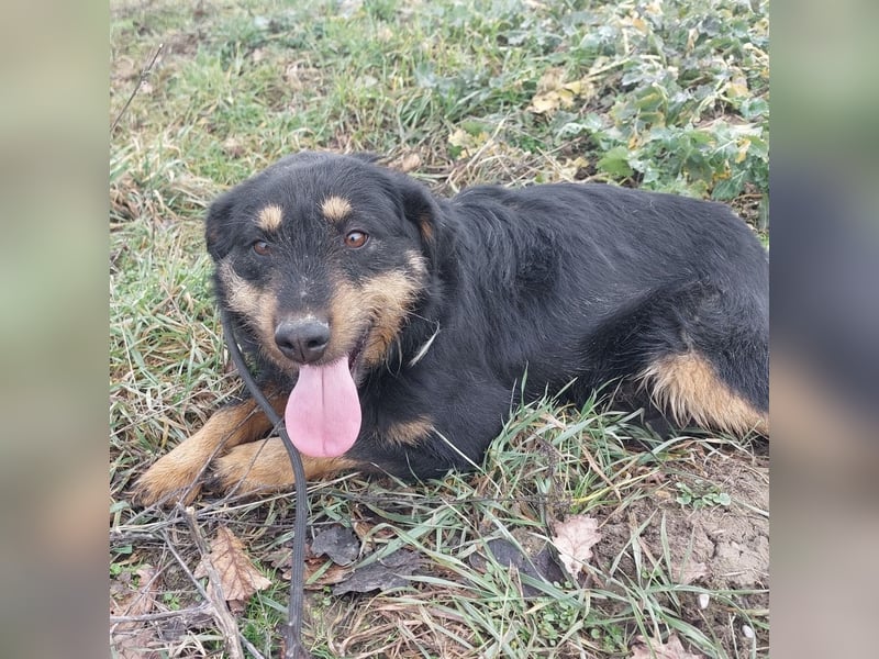 Terra eine sanfte Hündin