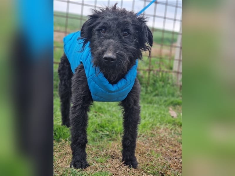 Teo ein schwarzer Pechvogel